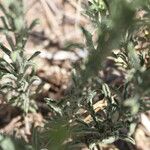 Nidorella resedifolia Liść