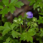 Nemophila phacelioides Хабит