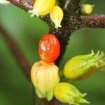 Besleria insolita Fruto