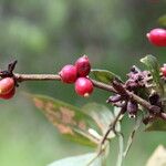 Cremaspora triflora Fruit