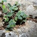 Origanum dictamnus Leaf