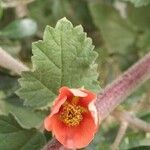 Sphaeralcea bonariensis Кветка