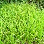 Cyperus esculentus عادت داشتن