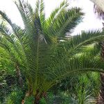 Phoenix canariensis Hábito