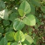 Ficus palmata Leaf