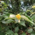 Dillenia ovata Flower