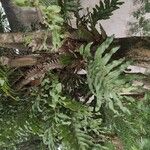 Drynaria laurentii Hábito