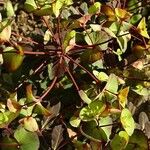 Euphorbia lucida ശീലം