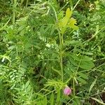 Vicia sativaFlor