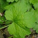 Tellima grandiflora Blad