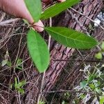 Chionanthus virginicus Blad