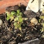 Cerastium diffusum Likasa