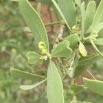 Salvadora australis पत्ता