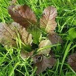 Brassica juncea आदत