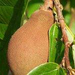 Theobroma grandiflorum Fruto