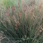 Juncus acutusLeaf