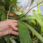 Brassia verrucosa Leaf