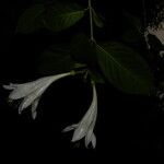 Coutarea hexandra Fleur