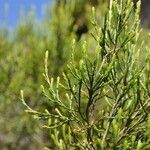 Erica arborescens Leaf