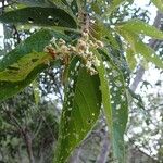 Commersonia bartramia Leaf