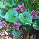 Viola × melissifolia Flower