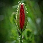 Papaver argemone 花