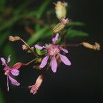 Cuphea utriculosa Flower