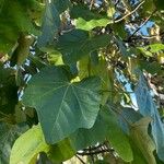 Pterospermum acerifolium Hoja