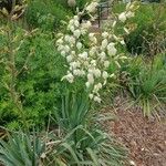 Yucca filamentosaBloem