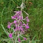 Epilobium angustifoliumFlower