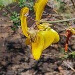 Crotalaria laburnifolia Blodyn