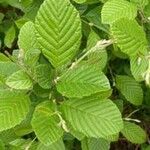Alnus serrulata Hoja
