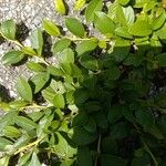 Cotoneaster dammeri Leaf