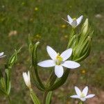 Centaurium pulchellum Virág