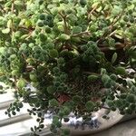 Crassula expansa ഇല