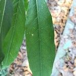 Cestrum parqui Folha