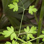 Fumaria bicolor Leaf