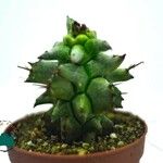 Euphorbia ritchiei List