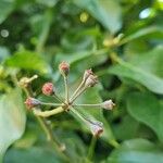 Hedera colchica Hedelmä