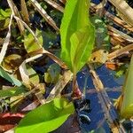 Potamogeton nodosus Leaf