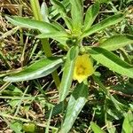 Ludwigia adscendens Blatt