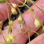 Saxifraga tridactylites Fruit
