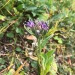 Saussurea alpina Flower