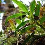 Angraecum obversifolium Övriga