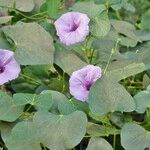 Ipomoea asarifolia Leaf