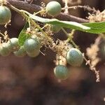 Boscia mossambicensis Fruto
