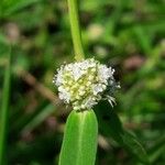 Spermacoce verticillata फूल