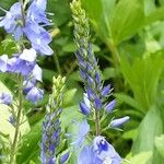 Veronica austriaca Flower