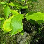 Magnolia acuminata Leaf