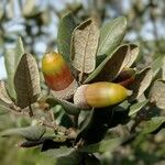 Quercus rotundifolia Fruit
